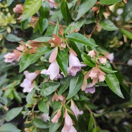 Arbustos abelia