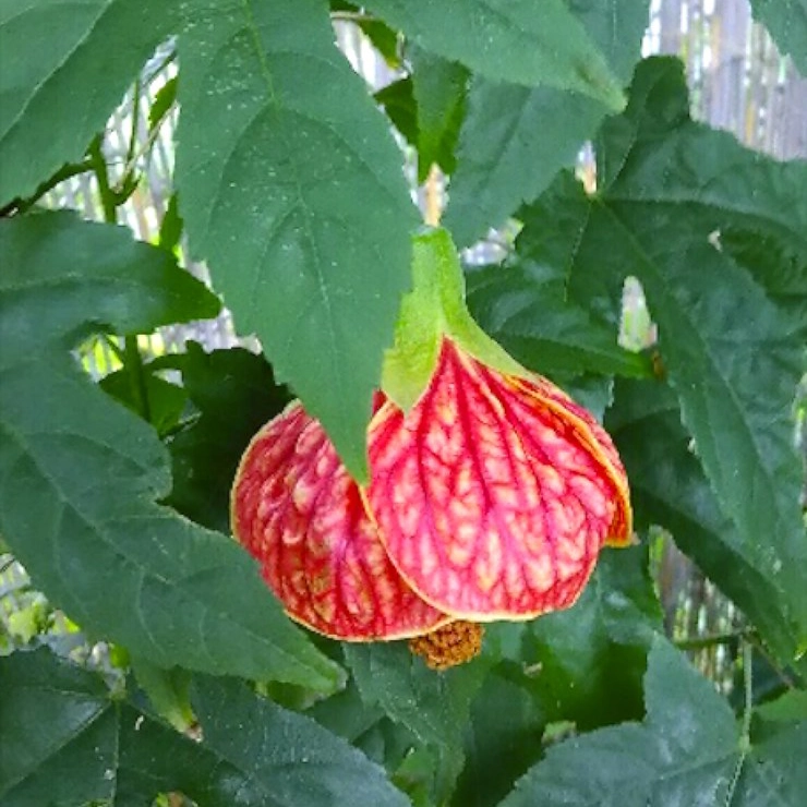 Plantas trepadoras - abutillon