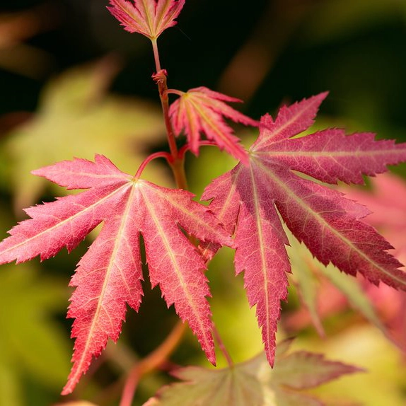 Arboles Acer Palmatum