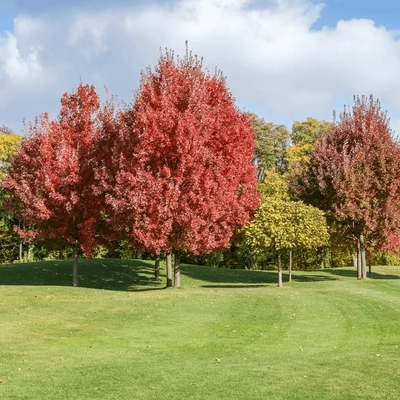 Arbol Acer Rubrum