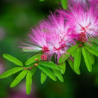 Arboles Albizia