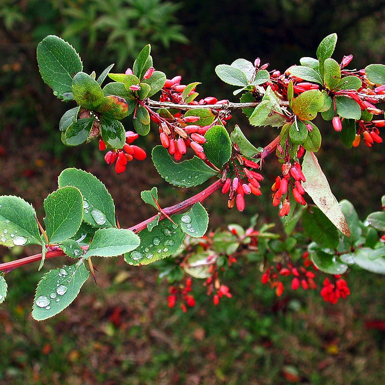 Arbusto Berberis
