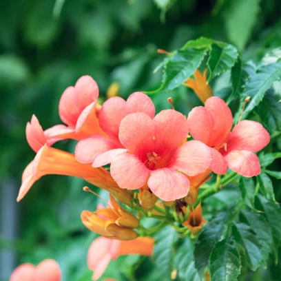 Plantas trepadoras