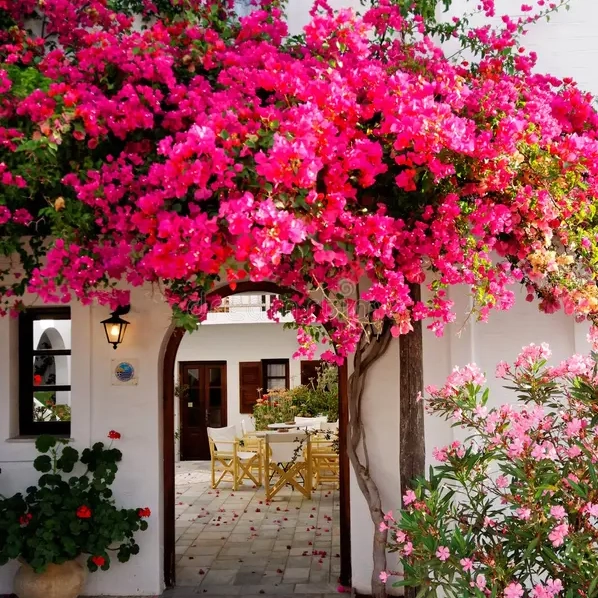 Plantas trepadoras - Bougainvillea