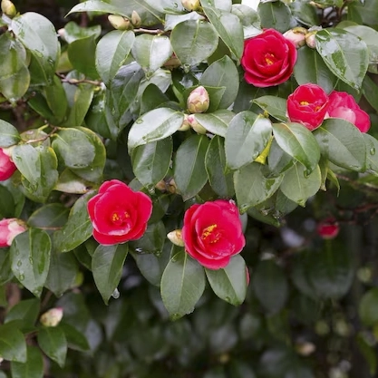 arbustos Camelia japonica