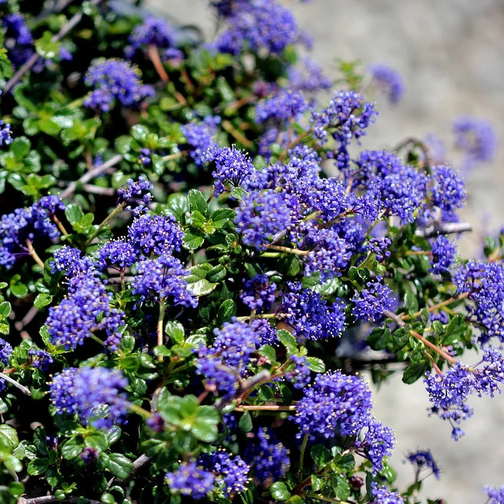 arbustos Ceanothus