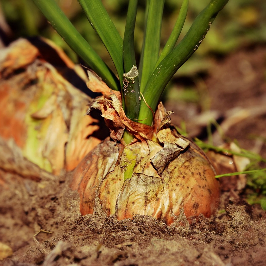plantas de huerto - cebollas