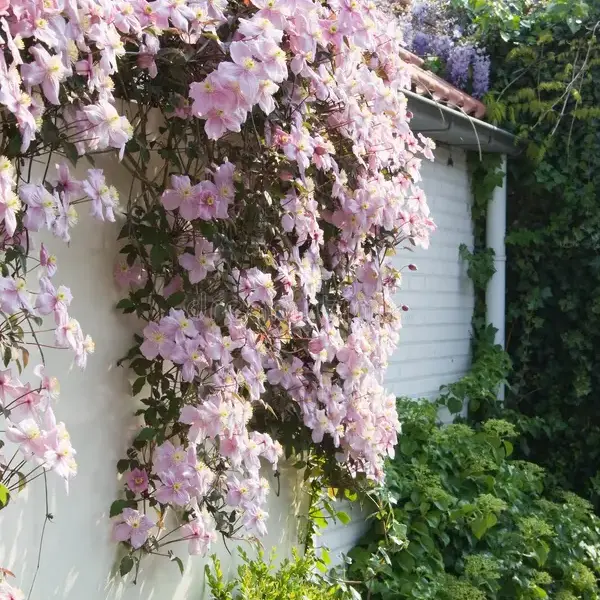 Plantas trepadoras - Clematis