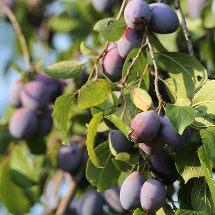 Arboles frutales President