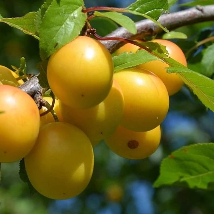 Arboles frutales Sun Gold
