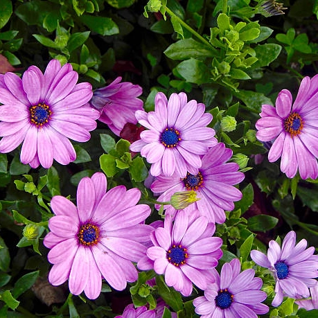 plantas de temporada - dimorfoteca