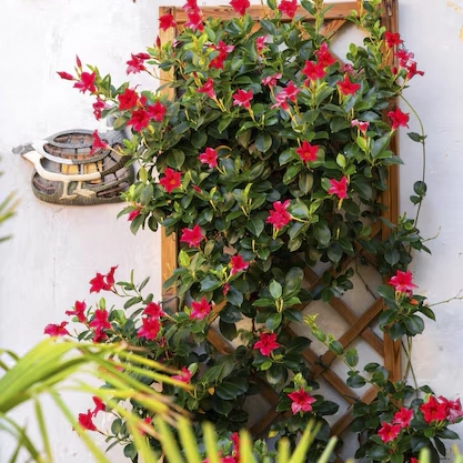 Plantas trepadoras - diplademia