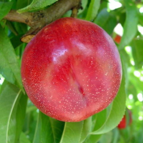 Arboles frutales Fantasia