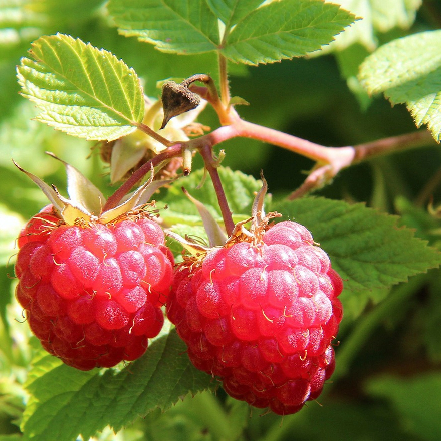 frutos silvestres - frambuesas