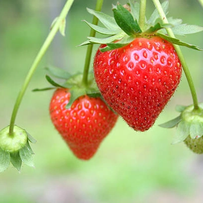 frutos silvestres - fresas