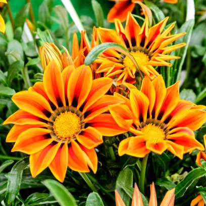 plantas de temporada - gazania