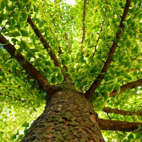 Arboles Ginkgo biloba