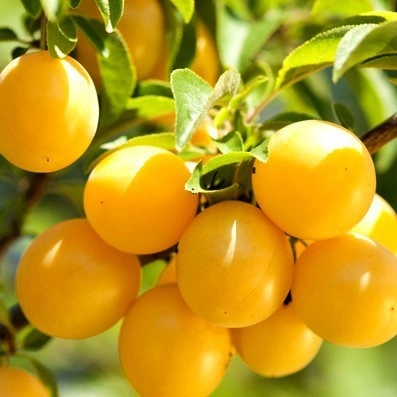 Arboles frutales Golden Japan