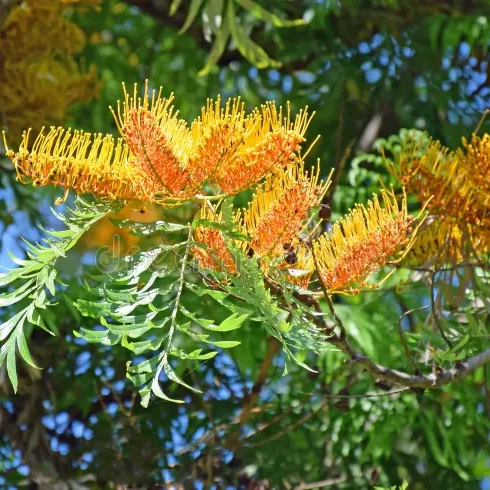 Arbustos Grevillea