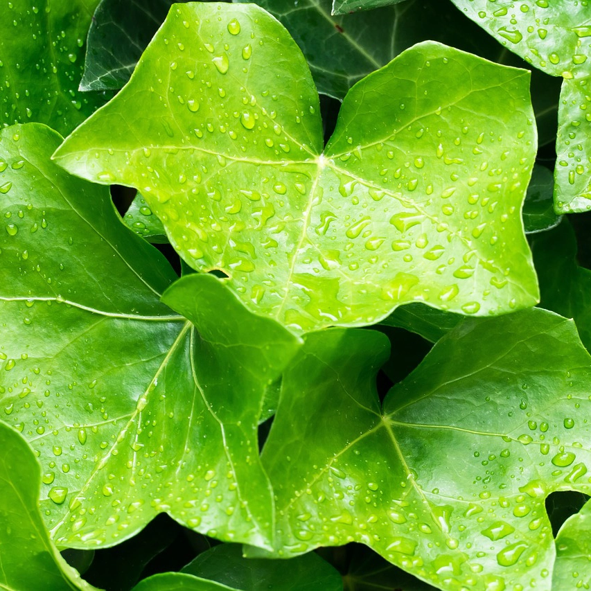 Plantas trepadoras - Hedera helix