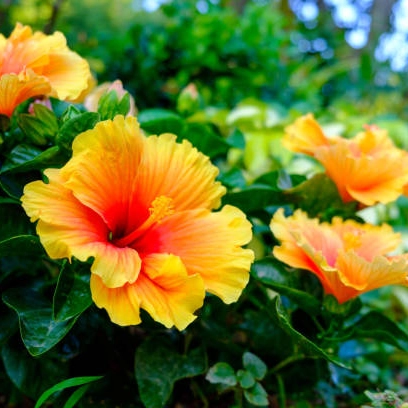 Arbustos Hibiscus