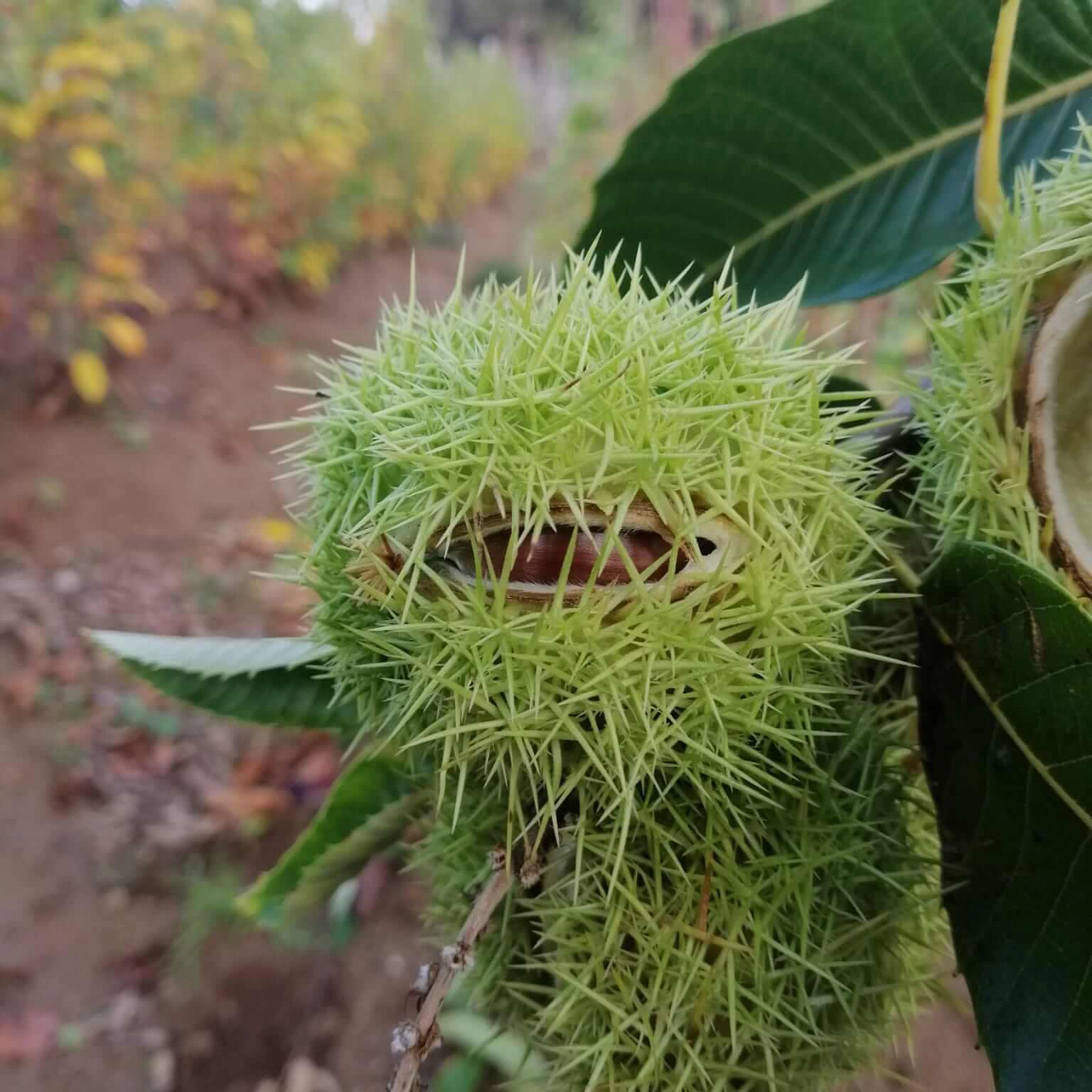 arboles frutales Hibrido 90044