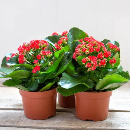 plantas de temporada - kalanchoe