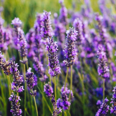 Plantas aromaticas - lavanda