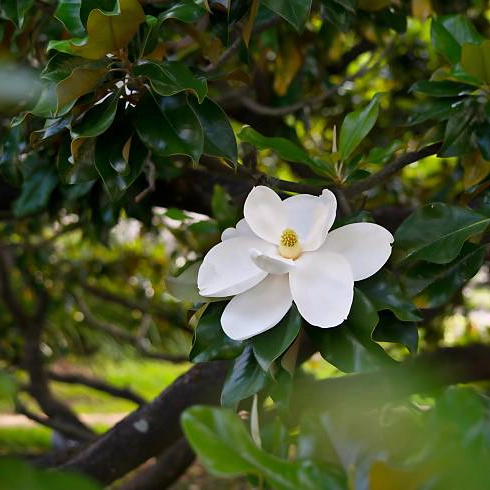 Arboles magnolia