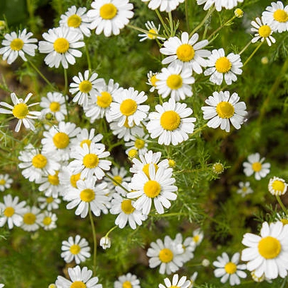 Plantas aromaticas - manzanilla