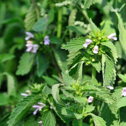 Plantas aromaticas - melisa