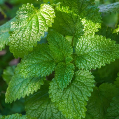 Plantas aromaticas - menta