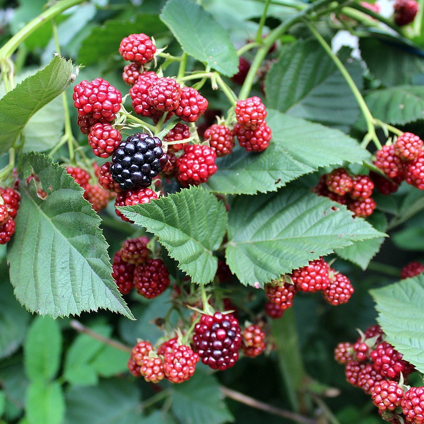 frutos silvestres -moras