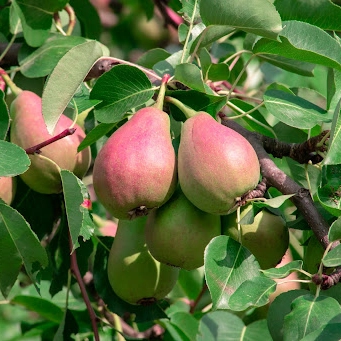 Arboles frutales Moratini