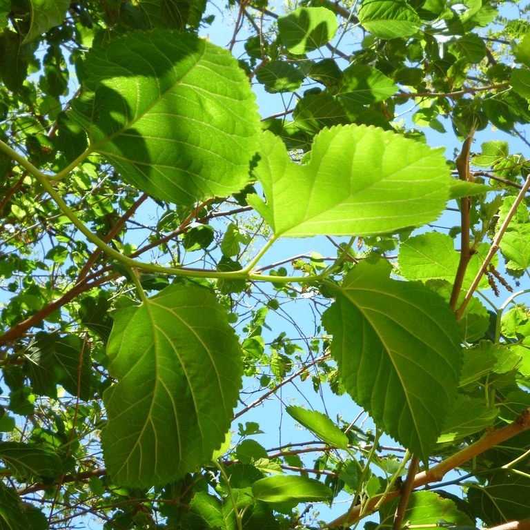 Arboles Morus alba