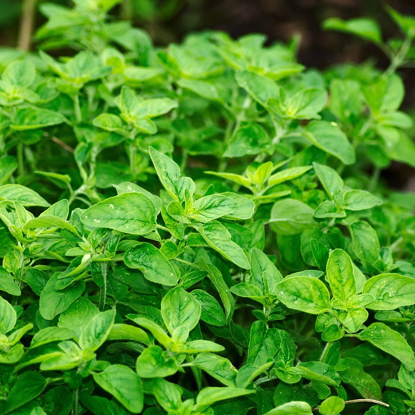 Plantas aromaticas - oregano