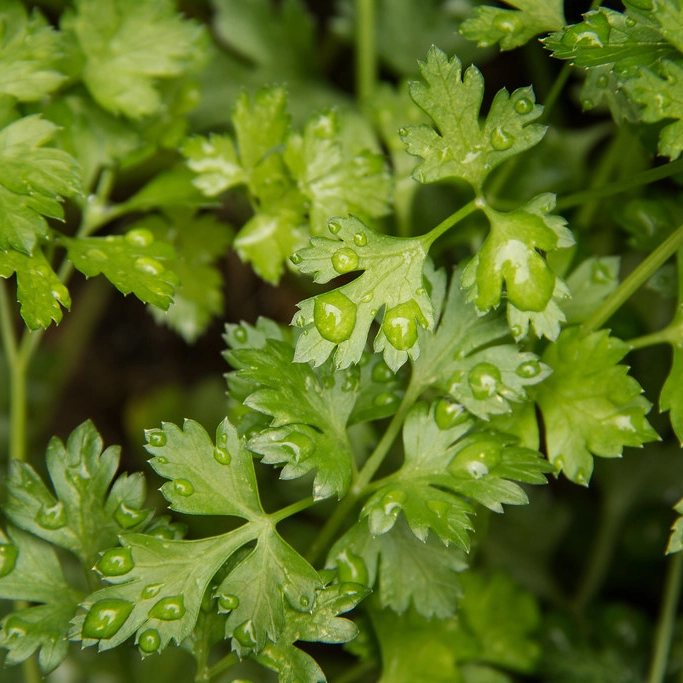 Plantas aromaticas - perejil