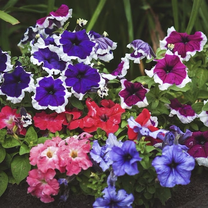 plantas de temporada - petunia