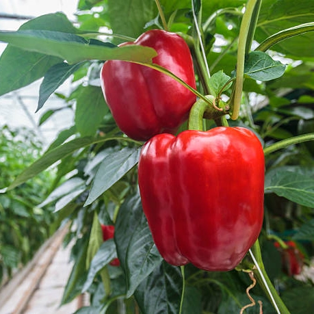 plantas de huerto - pimientos