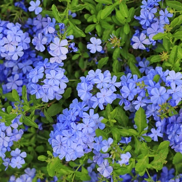 Plantas trepadoras - plumbago