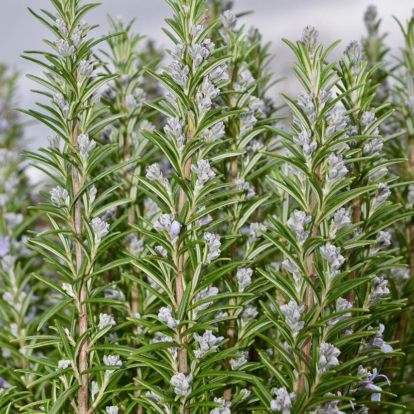 Plantas aromaticas - Romero