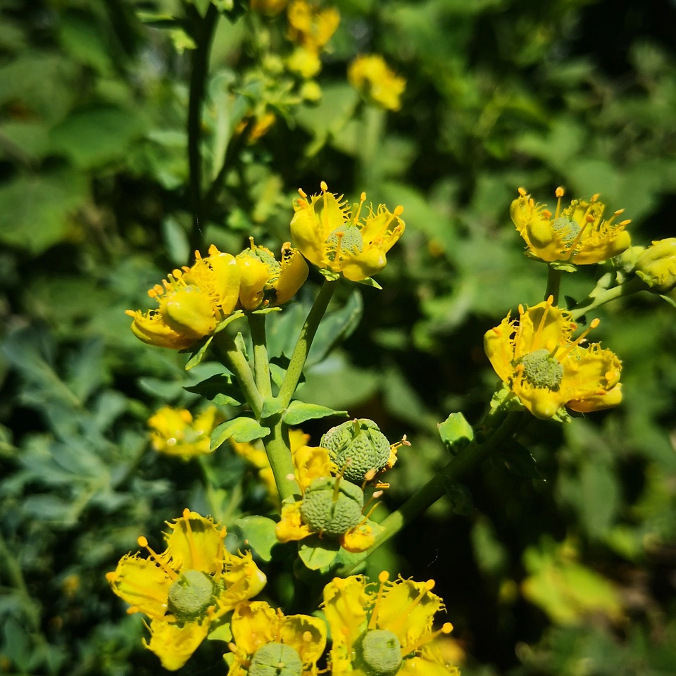 Plantas aromaticas - Ruda