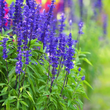 Plantas aromaticas - Salvia