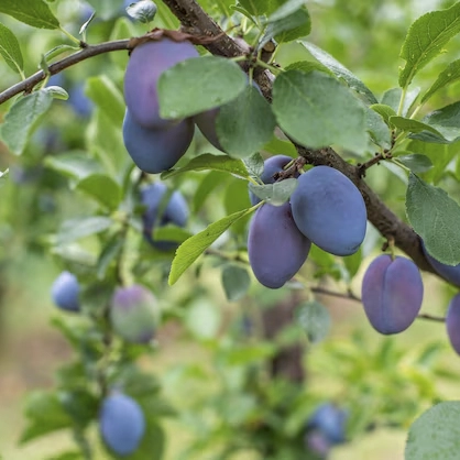 Arboles frutales Stanley