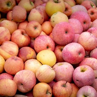 Arboles frutalesStarking