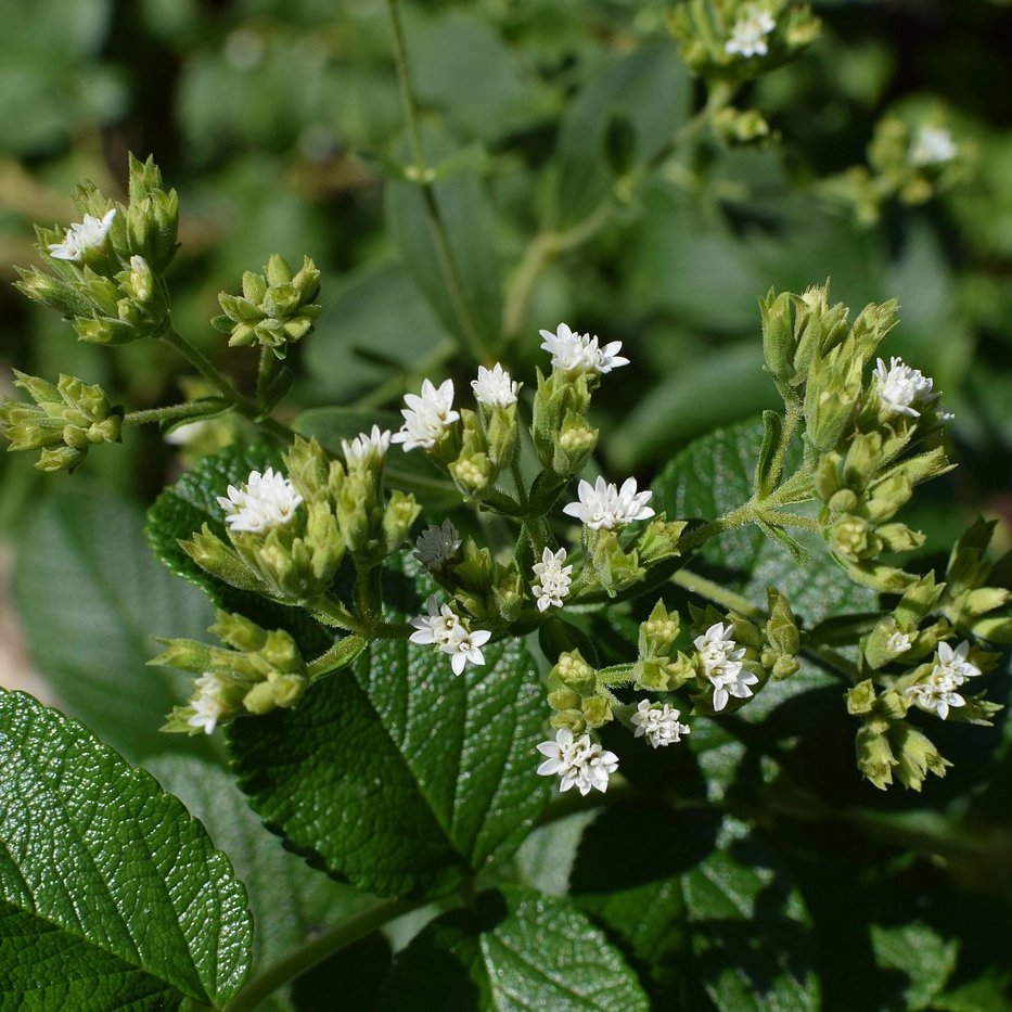 Plantas aromaticas - Stevia