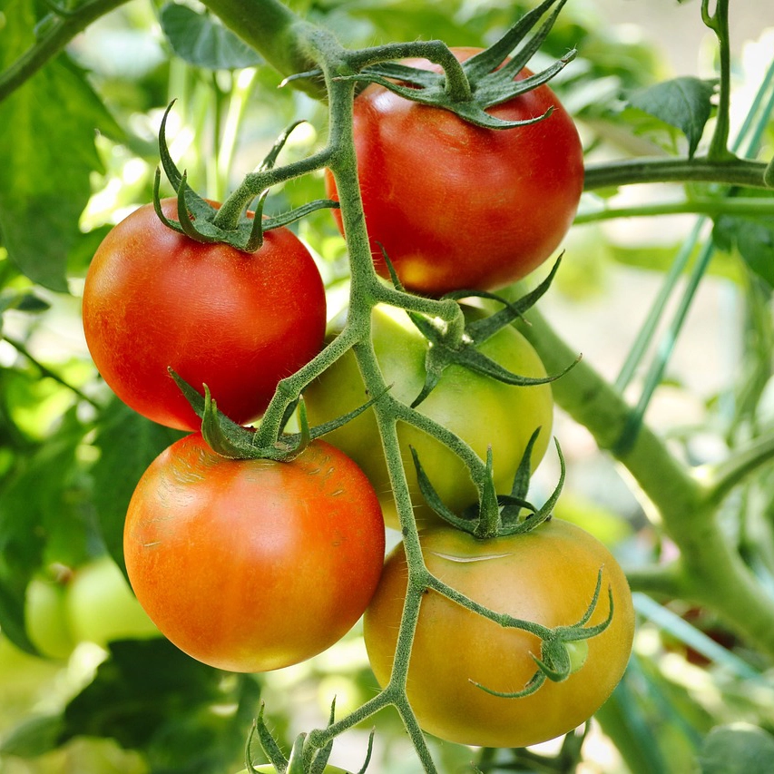 plantas de huerto - tomates