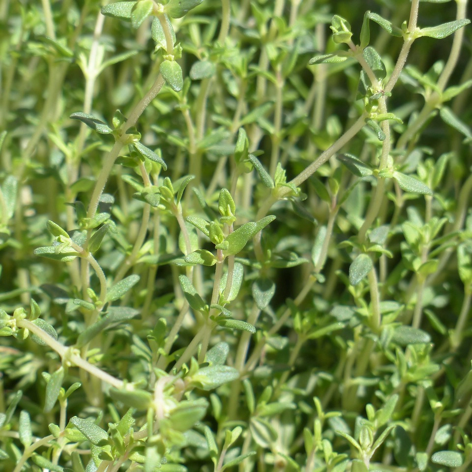 Plantas aromaticas -tomillo