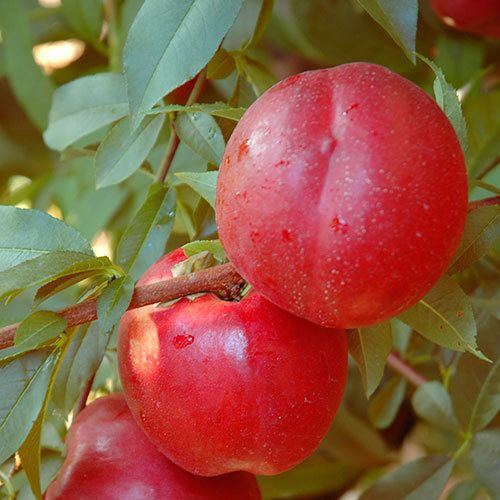 Arboles frutales Big Top