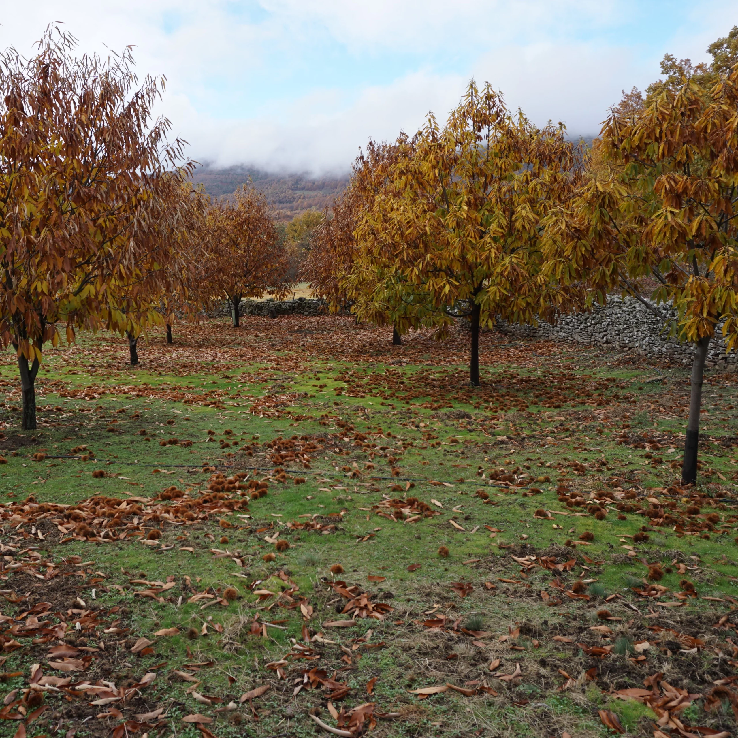 Arboles frutales Xudia